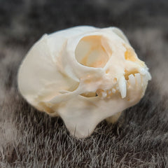 Marmoset Monkey Skull C