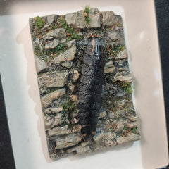 Giant Glow Worm (Firefly Larvae), Diorama