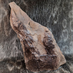 Dinosaur Footprints E (11