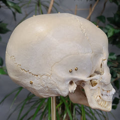 Exploded Human Skull, Beauchene (Collapsible)