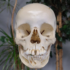 Exploded Human Skull, Beauchene (Collapsible)