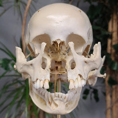 Exploded Human Skull, Beauchene (Collapsible)