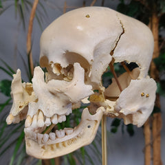 Exploded Human Skull, Beauchene (Collapsible)