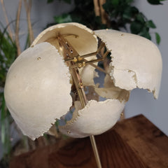 Exploded Human Skull, Beauchene (Collapsible)