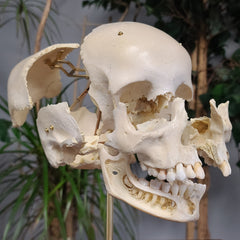 Exploded Human Skull, Beauchene (Collapsible)