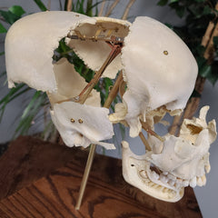 Exploded Human Skull, Beauchene (Collapsible)