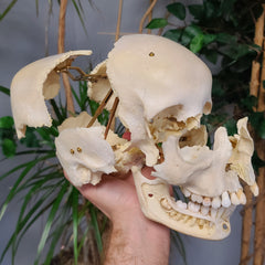 Exploded Human Skull, Beauchene (Collapsible)