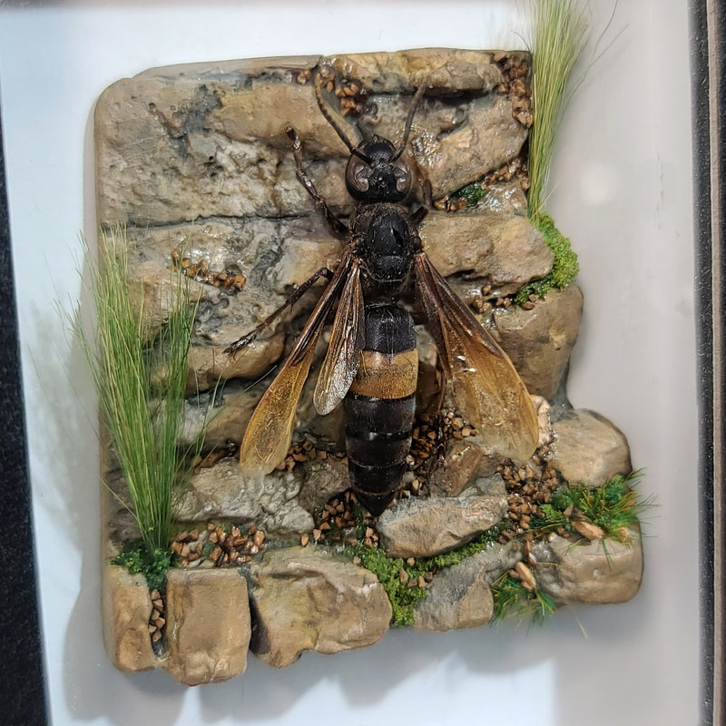 Greater Banded Hornet Diorama