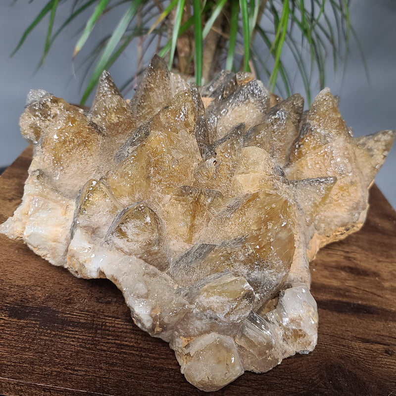 Dogtooth Calcite Crystal Cluster XXL (14")