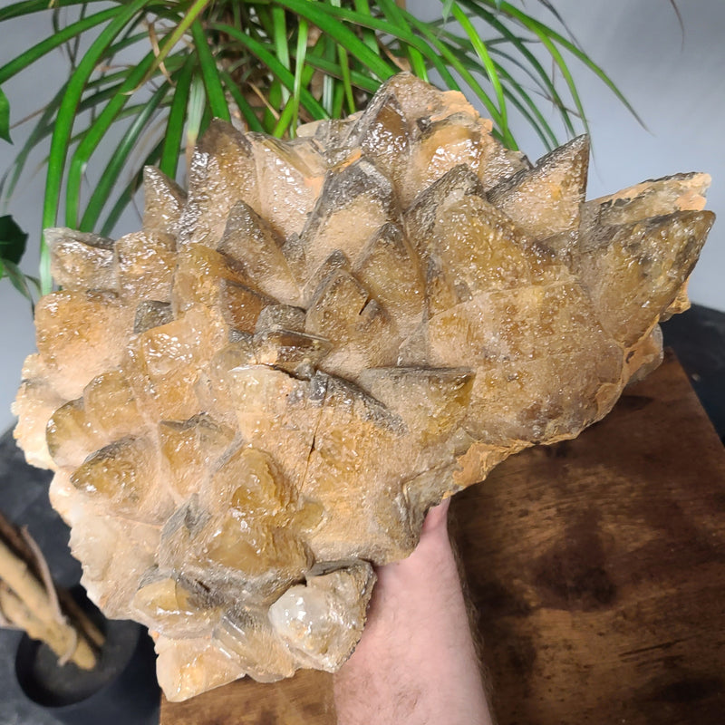 Dogtooth Calcite Crystal Cluster XXL (14")