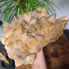 Dogtooth Calcite Crystal Cluster XXL (14