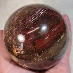 Petrified Wood Sphere A (3.5
