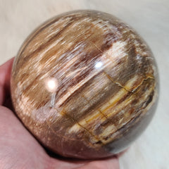 Petrified Wood Sphere A (3.5