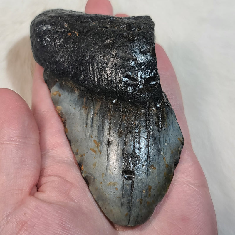 Megalodon Tooth U (4.75")