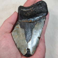 Megalodon Tooth U (4.75