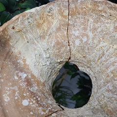 Ancient Shipwreck Pottery G, Roman