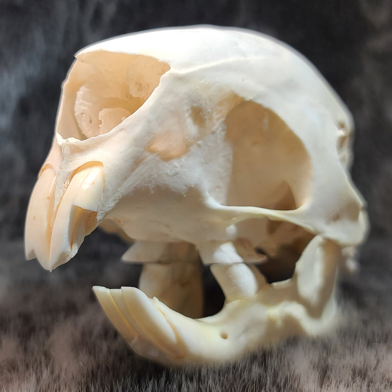 African Cape Porcupine Skull