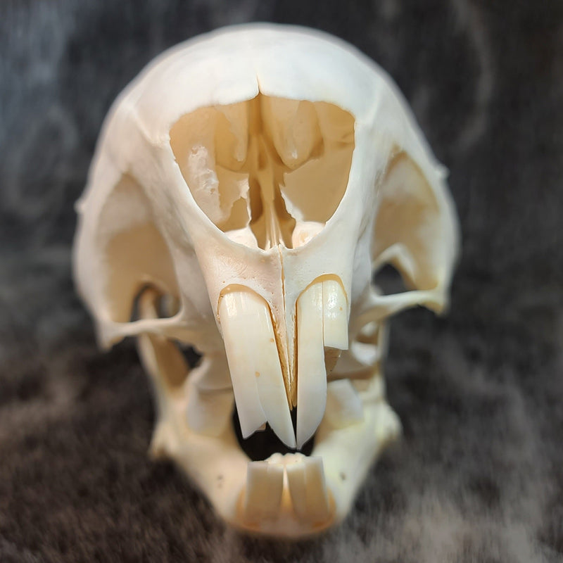 African Cape Porcupine Skull