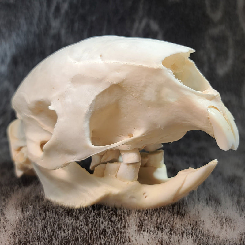 African Cape Porcupine Skull