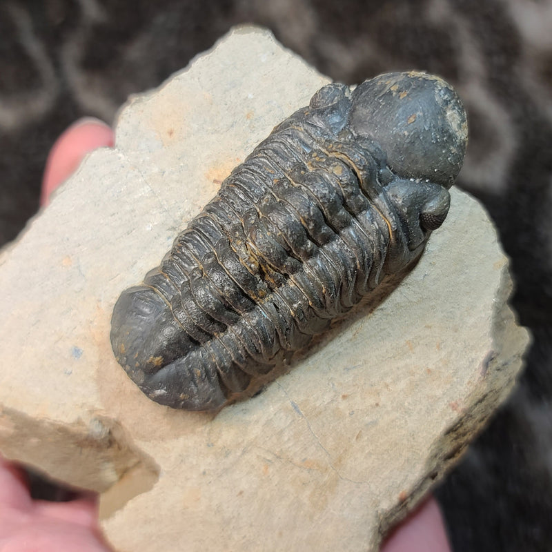 Reedops Trilobite Fossil, B