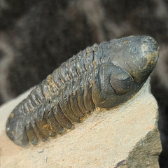 Reedops Trilobite Fossil, B