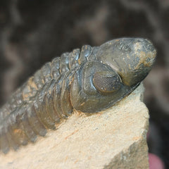 Reedops Trilobite Fossil, B