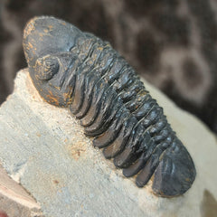 Reedops Trilobite Fossil, B
