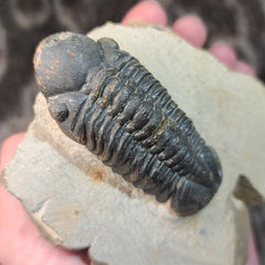 Reedops Trilobite Fossil, B