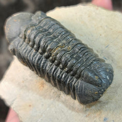 Reedops Trilobite Fossil, B