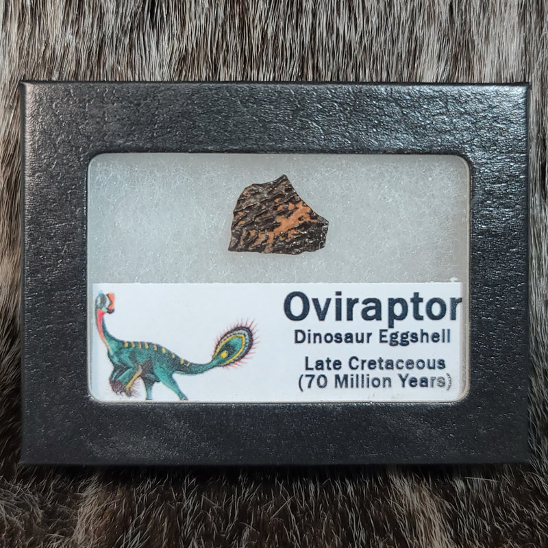 Oviraptor Dinosaur Eggshell, Framed