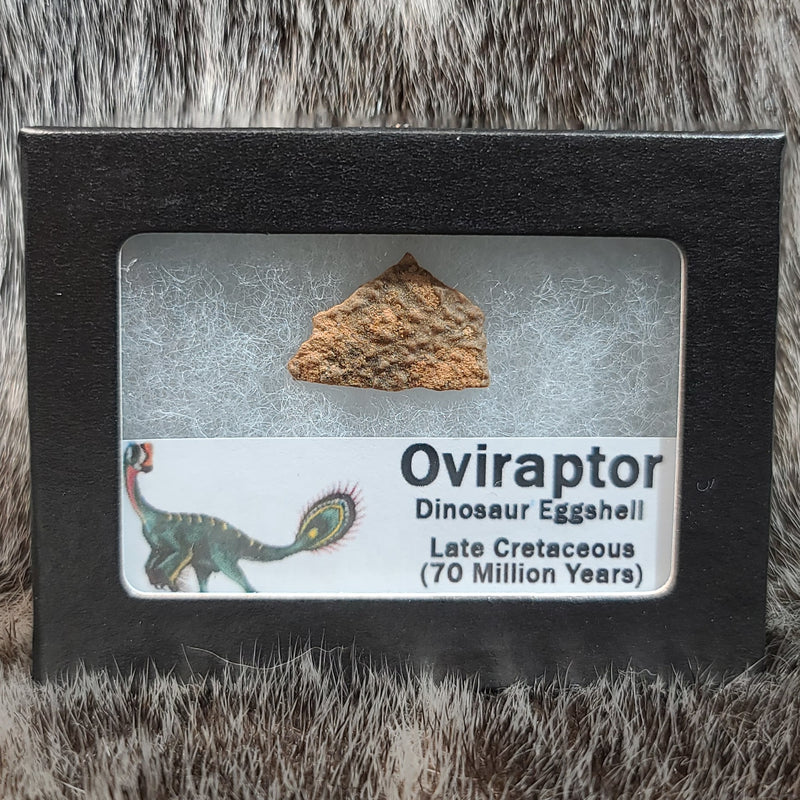 Oviraptor Dinosaur Eggshell, Framed