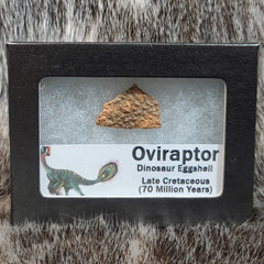 Oviraptor Dinosaur Eggshell, Framed