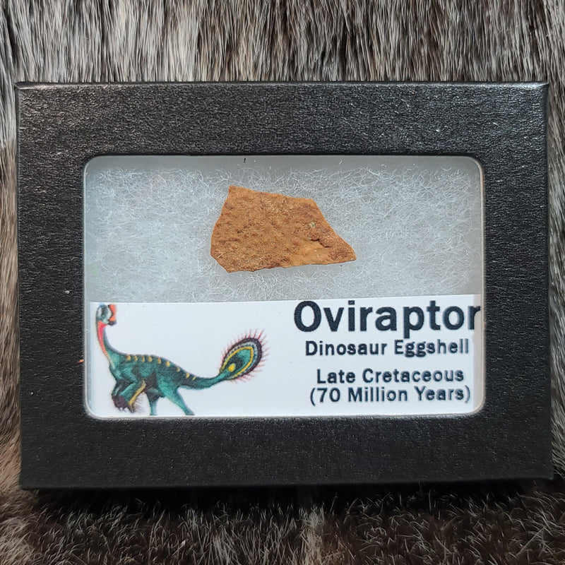 Oviraptor Dinosaur Eggshell, Framed