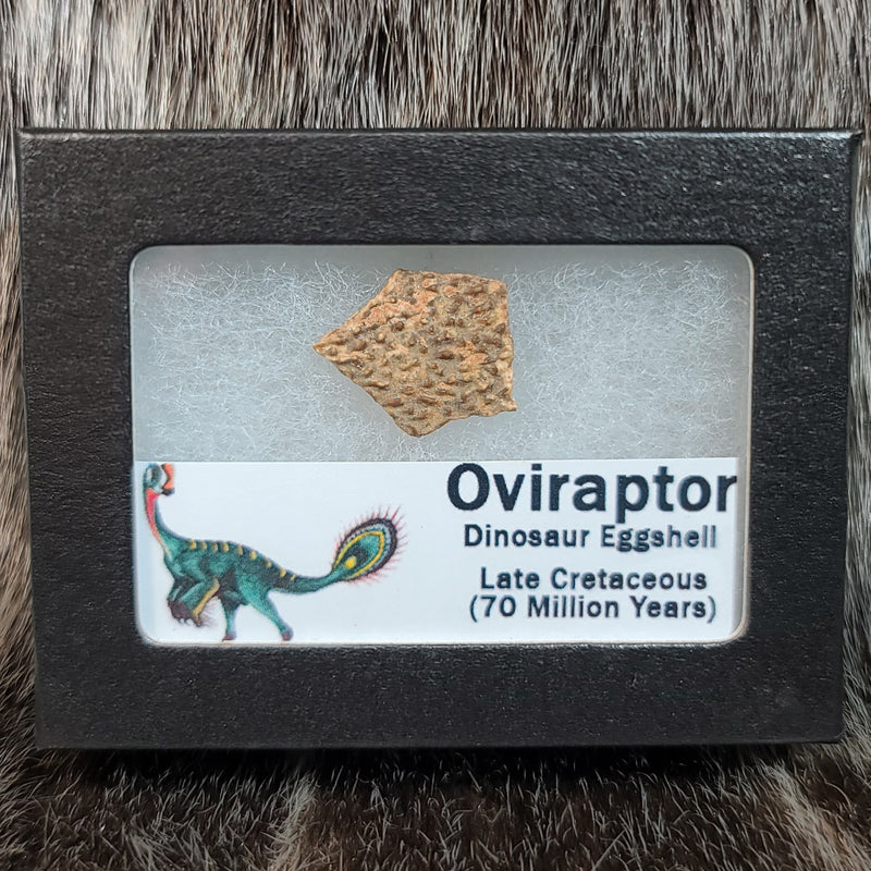 Oviraptor Dinosaur Eggshell, Framed