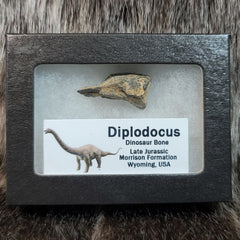 Diplodocus Dinosaur Bone Segments