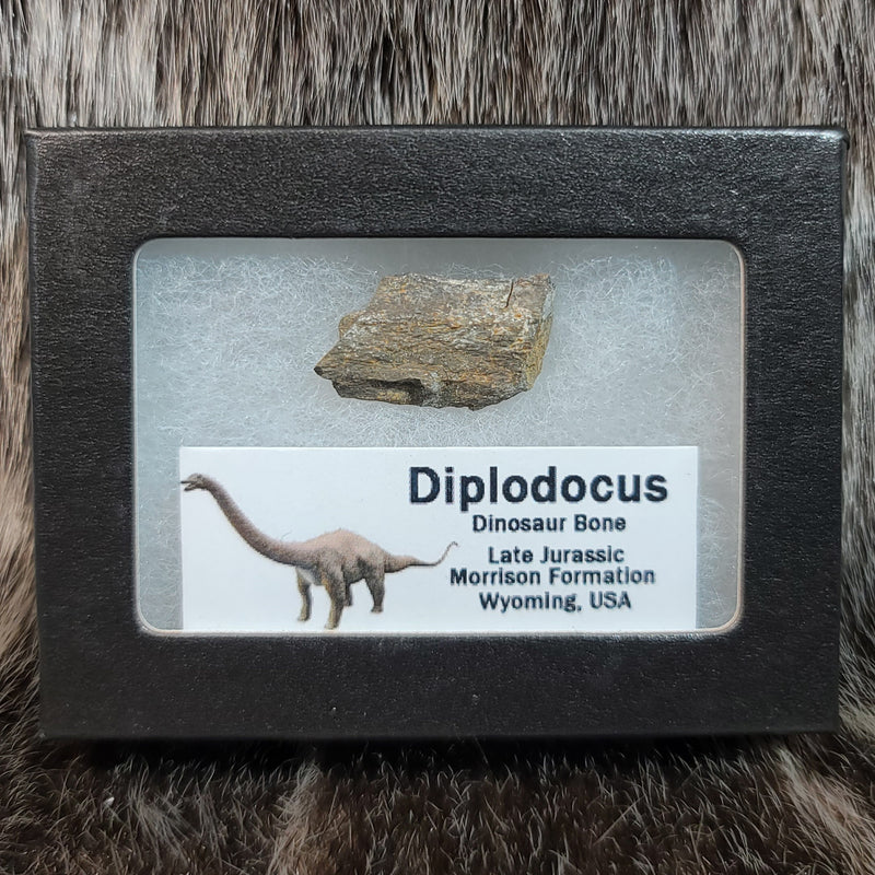 Diplodocus Dinosaur Bone Segments