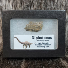 Diplodocus Dinosaur Bone Segments