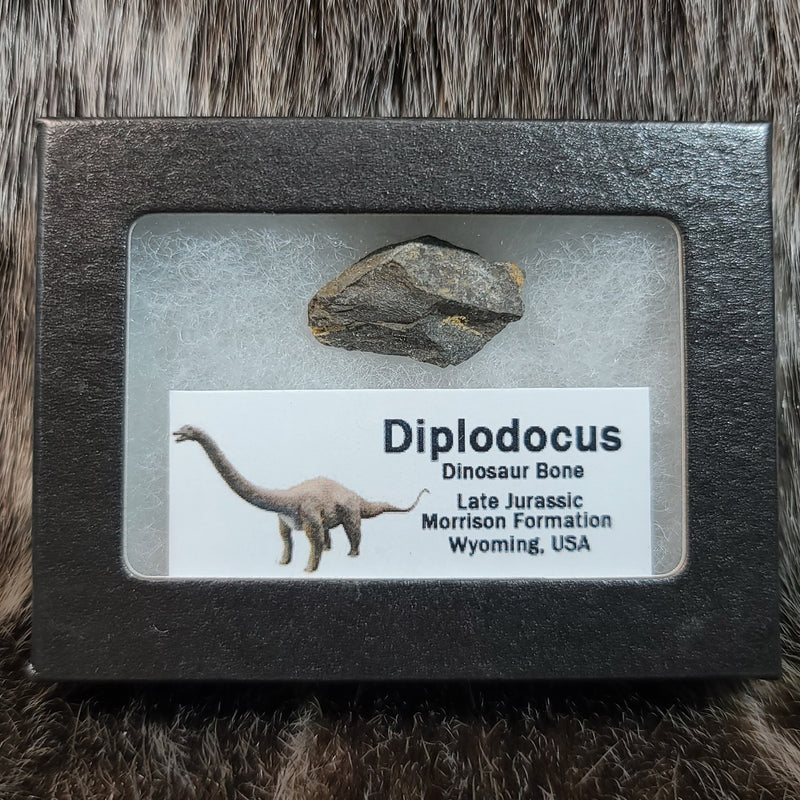 Diplodocus Dinosaur Bone Segments