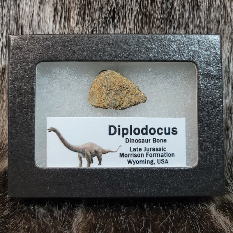 Diplodocus Dinosaur Bone Segments