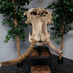 Woolly Mammoth Skull