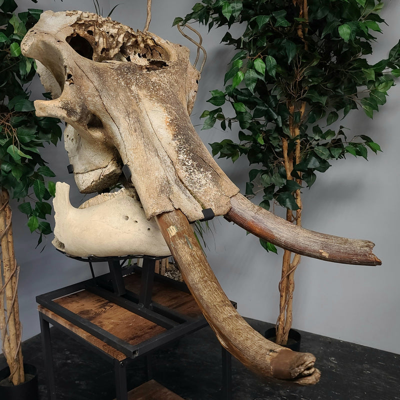 Woolly Mammoth Skull