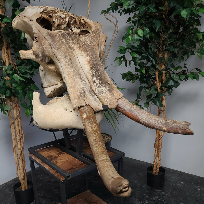 Woolly Mammoth Skull