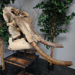 Woolly Mammoth Skull