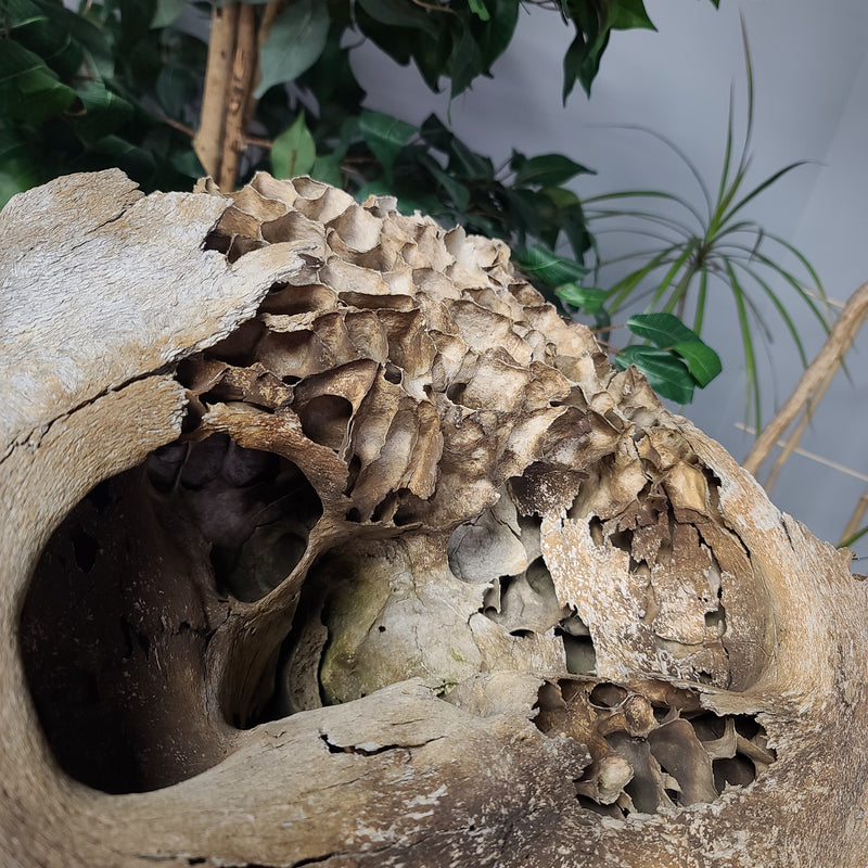 Woolly Mammoth Skull