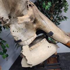 Woolly Mammoth Skull