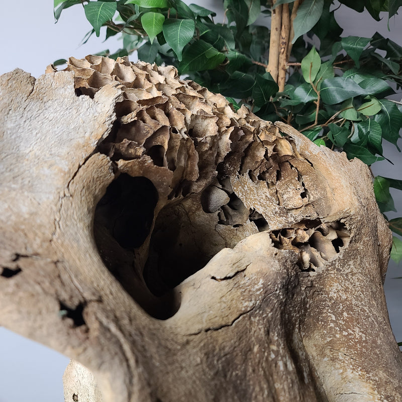 Woolly Mammoth Skull