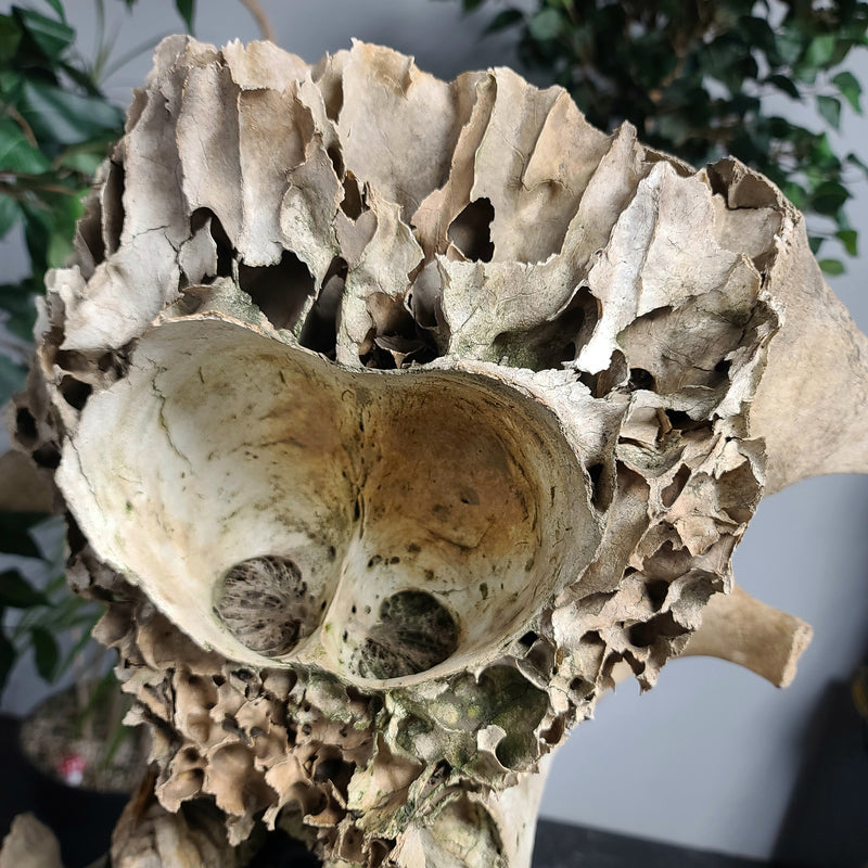 Woolly Mammoth Skull