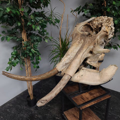 Woolly Mammoth Skull