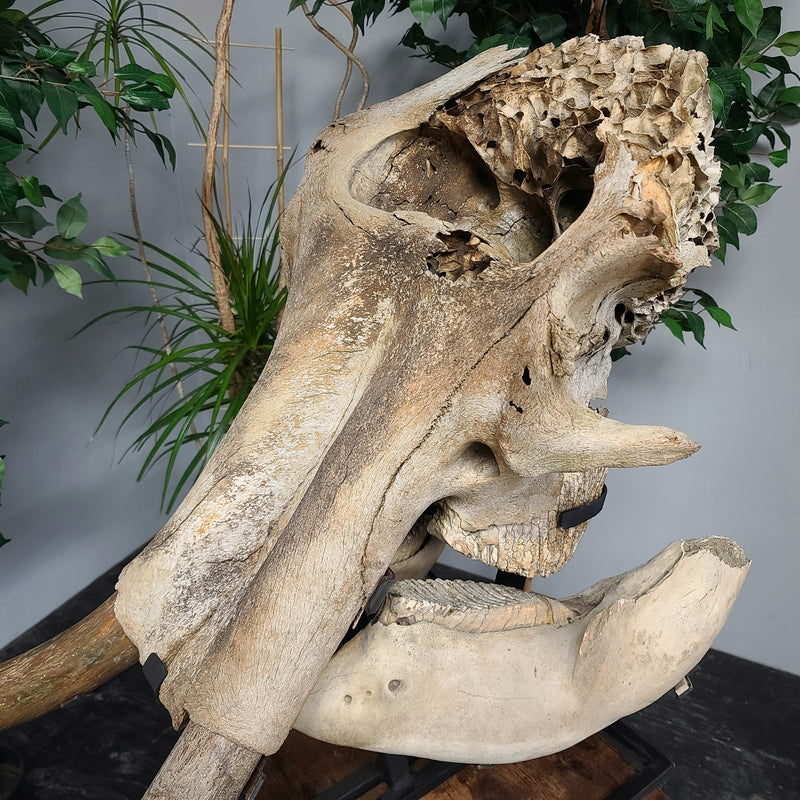 Woolly Mammoth Skull