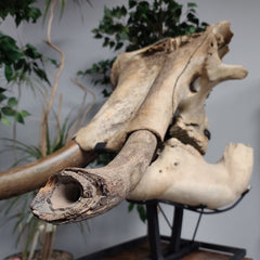 Woolly Mammoth Skull